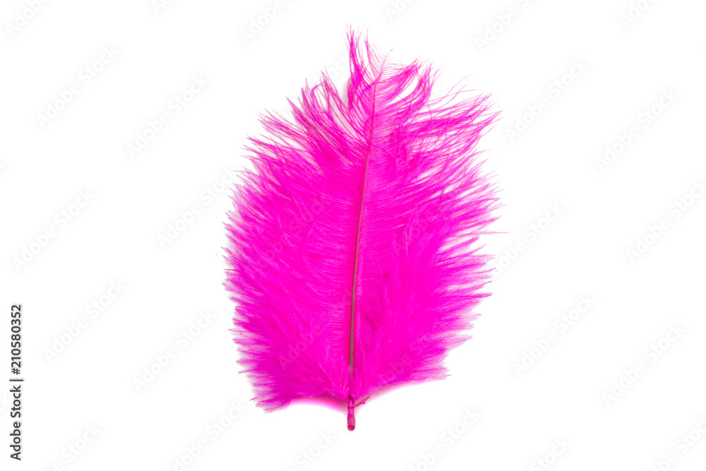 fluffy feather in pink color isolated on the white fluffy feather in pink color isolated on the white