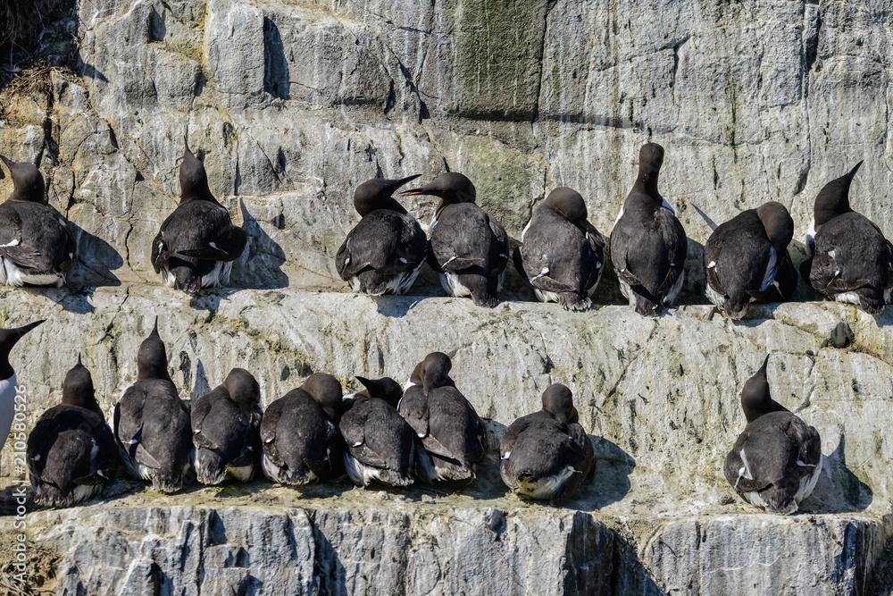 Fototapeta premium Beautiful Common Guillemot on cliff face on bright Spring day