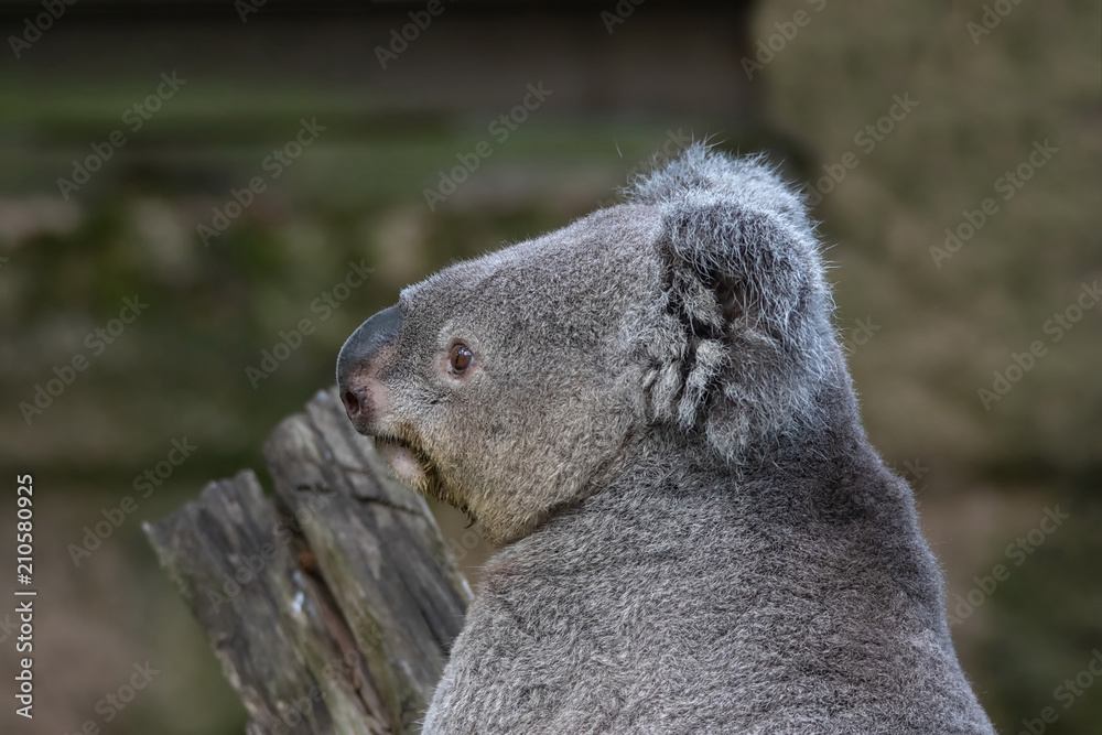 Obraz premium Queensland Koala