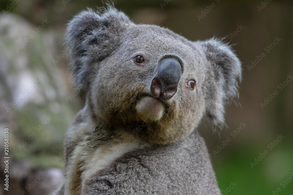 Obraz premium Queensland Koala