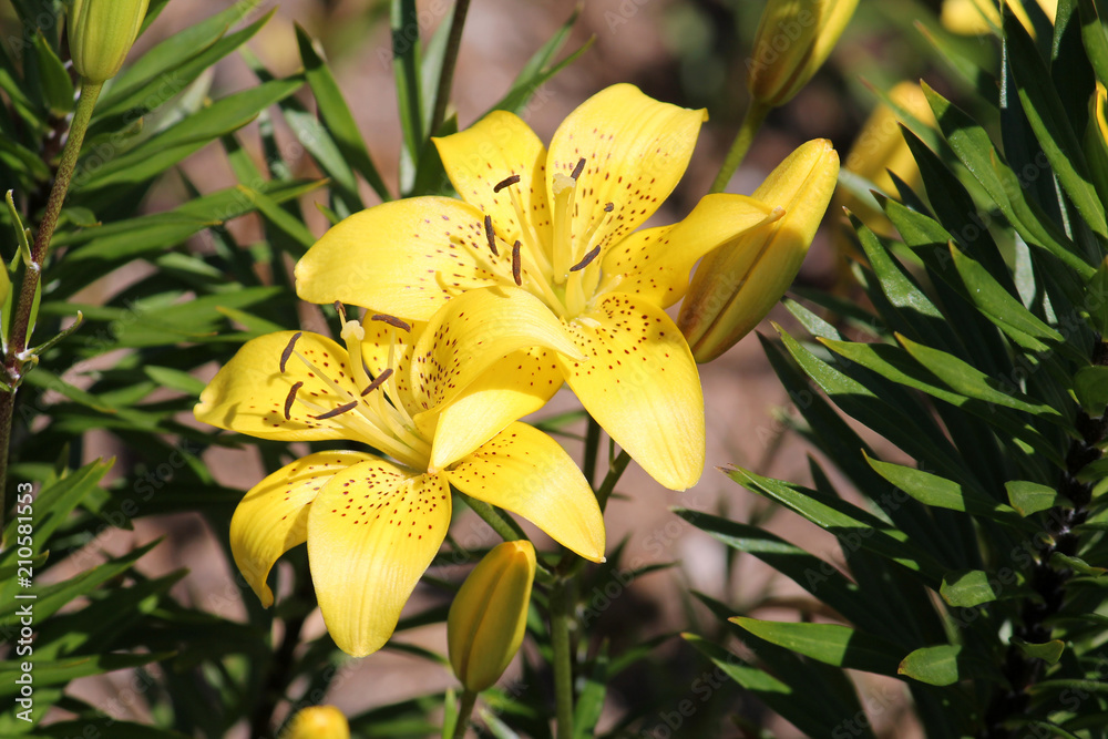Large light yellow lily flowers Large light yellow lily flowers