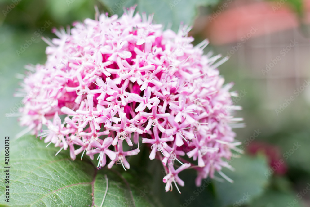 Obraz premium Large flower trachelium