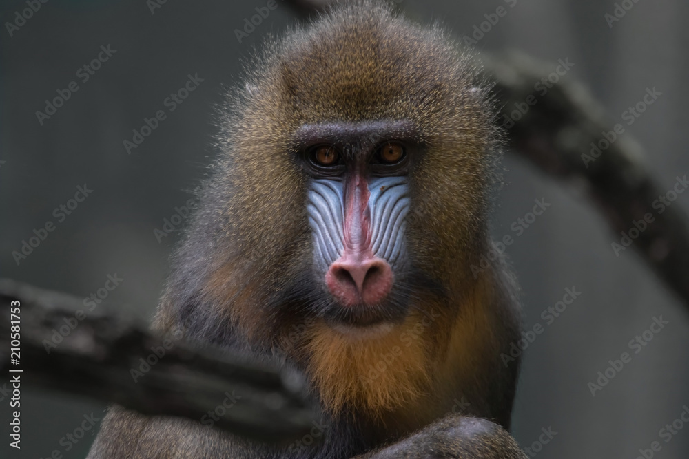 Mandrill Mandrill