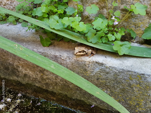 646 grenouille cachée sous une feuille