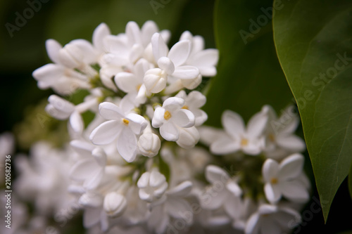 Floral summer background, soft focus. Blooming lilac. Blurred background.