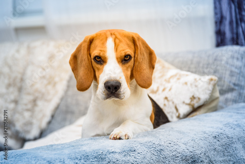 Beagle dog lie on a couch in living room