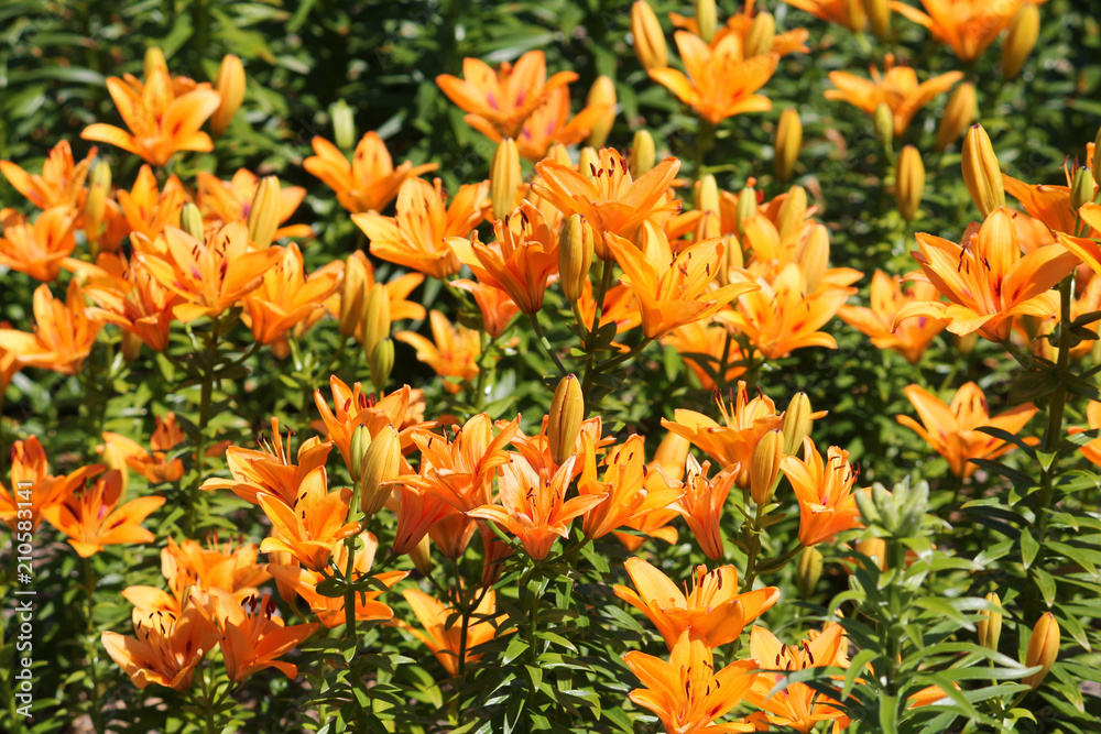 Brightly orange lilies in garden. Flowerbed with a lot of flowering plants Brightly orange lilies in garden. Flowerbed with a lot of flowering plants