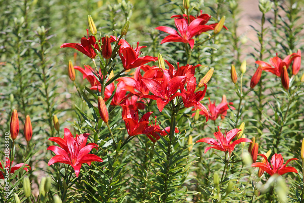 Brightly pink lilies in garden. Flowerbed with a lot of flowering plants Brightly pink lilies in garden. Flowerbed with a lot of flowering plants