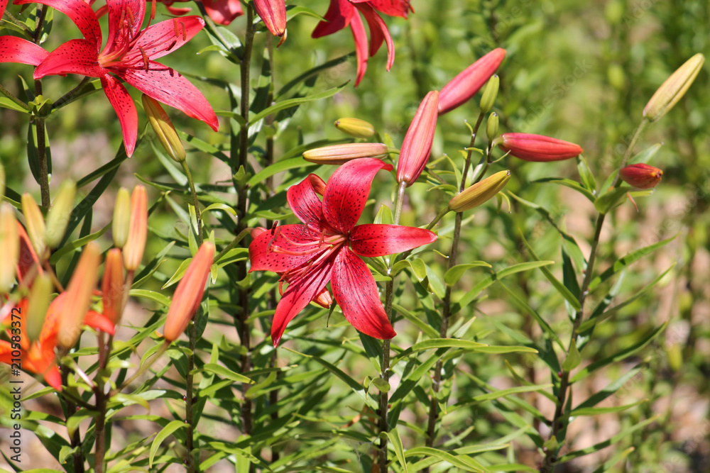 Brightly pink lilies in garden. Flowerbed with a lot of flowering plants Brightly pink lilies in garden. Flowerbed with a lot of flowering plants