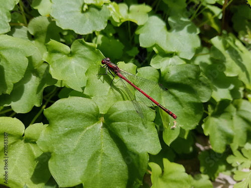 526 libellule rouge sur feuillage