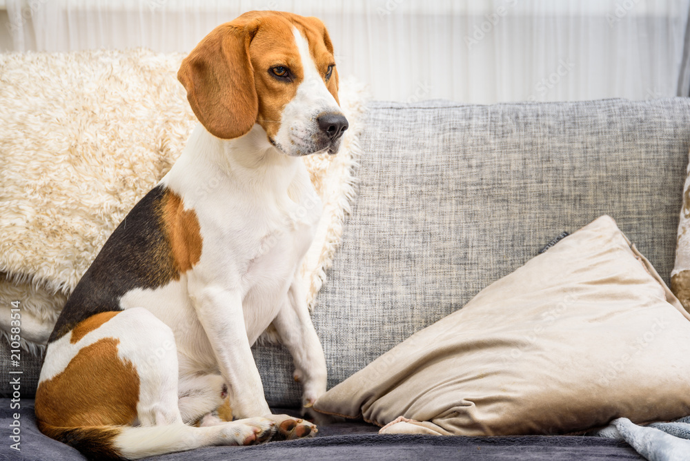 Beagle dog sitting on a couch