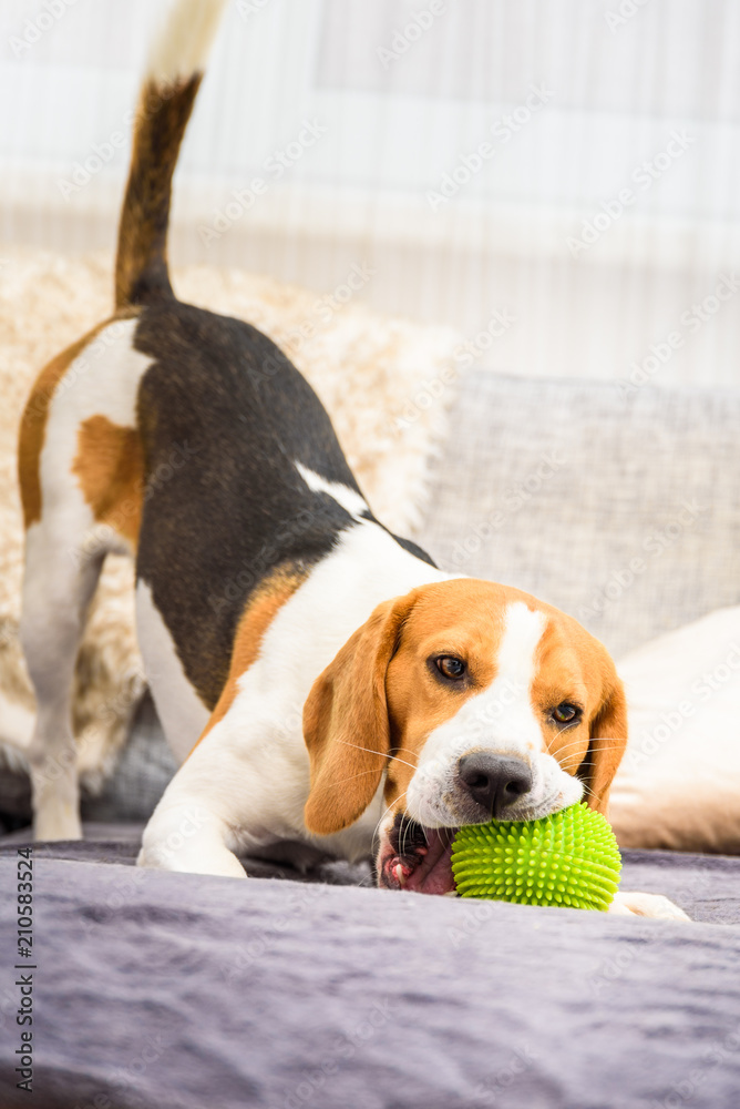 Beagle dog with a green ball on a couch