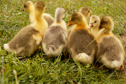 Photo Stock Oisons Bebe De L Oie Flamande Adobe Stock Photo Stock Oisons Bebe De L Oie Flamande Adobe Stock