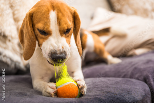 Quadro em tela Beagle dog with a ball on a couch ripping ball toy