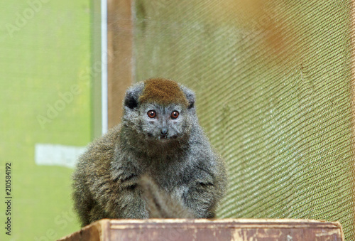 Alaotran Gentle Lemur resting on a wooden box in captivity photo