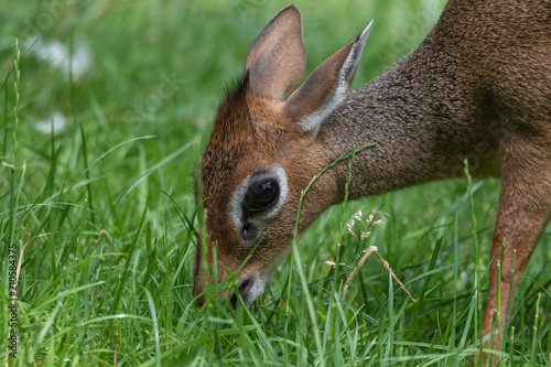 Kirk Zwerg - Rüssel Dikdik