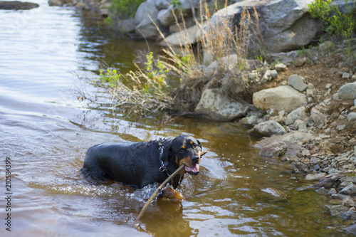 Rottweiler, Dog Playing In Water At Lake