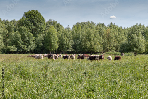 cows feeding in fields photo