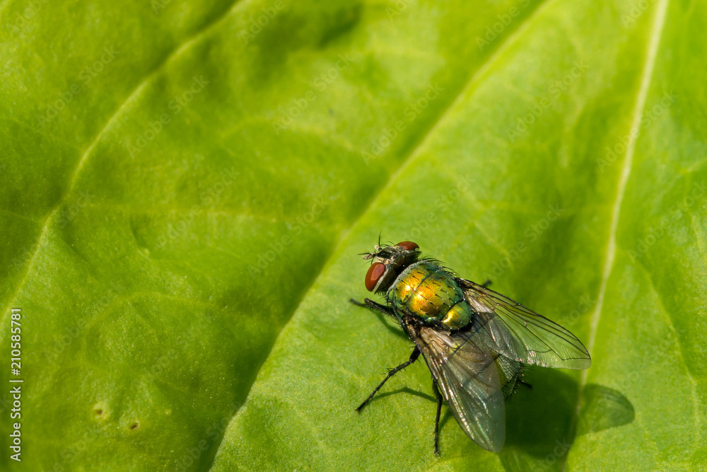 Naklejka premium Green Bottle Fly (Lucilia sericata)