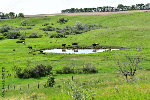 Beef cattle grazing green pasture near stockpond.