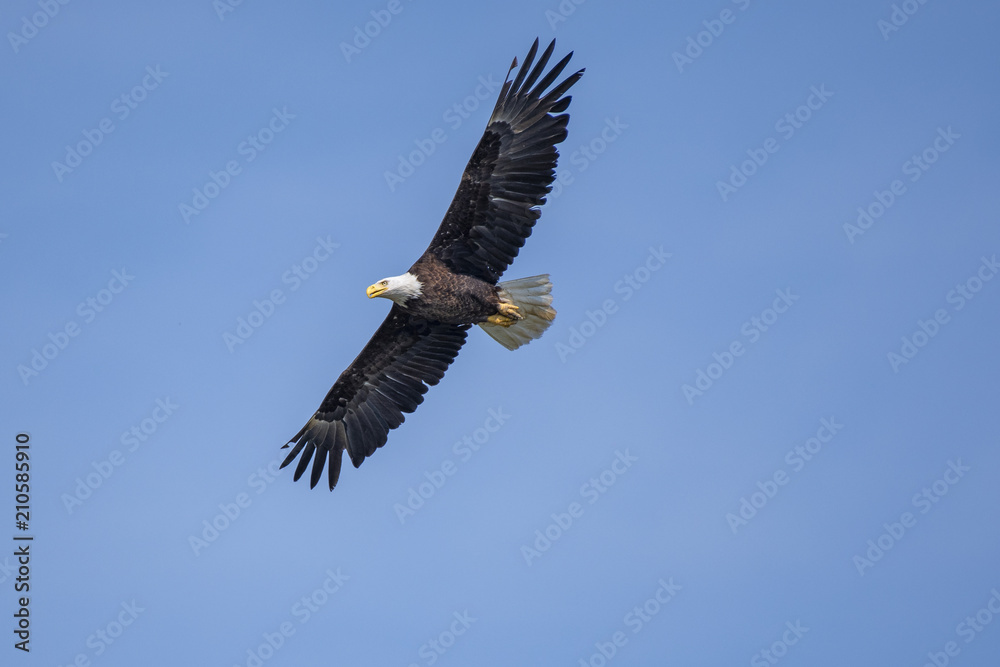 Naklejka premium eagle flying