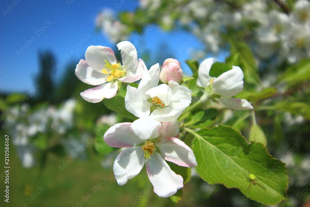 Flowers of an apple tree in the spring.