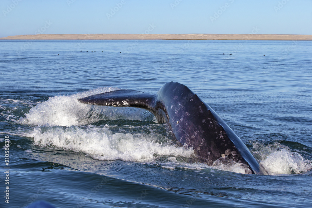 Fototapeta premium Whale watching in Ojo De Liebre Lagoon, Baja California Norte, Mexico