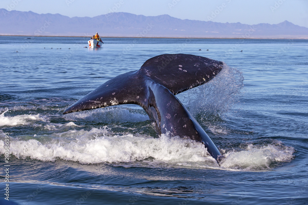 Naklejka premium Whale watching in Ojo De Liebre Lagoon, Baja California Norte, Mexico