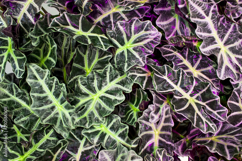 The leaves of alocasia background. photo