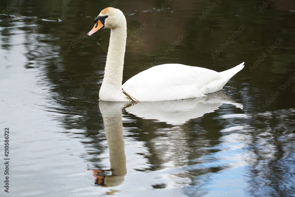 swans on a pond swans on a pond