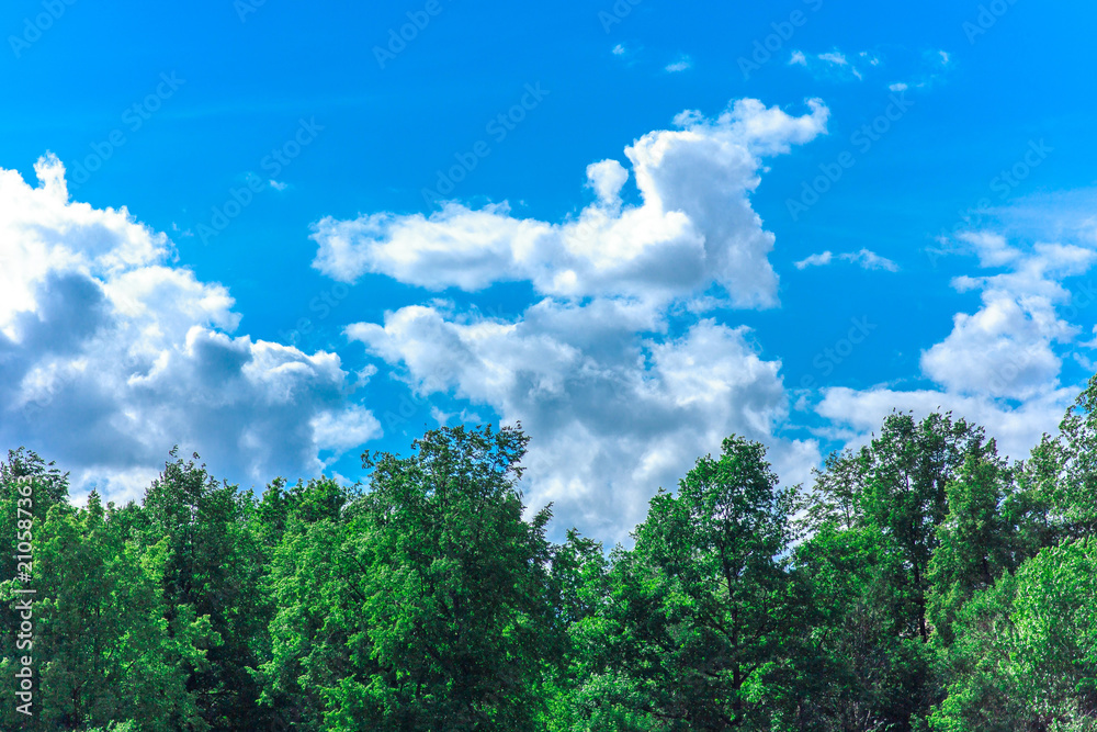 Beautiful summer forest against a blue sky on a sunny day