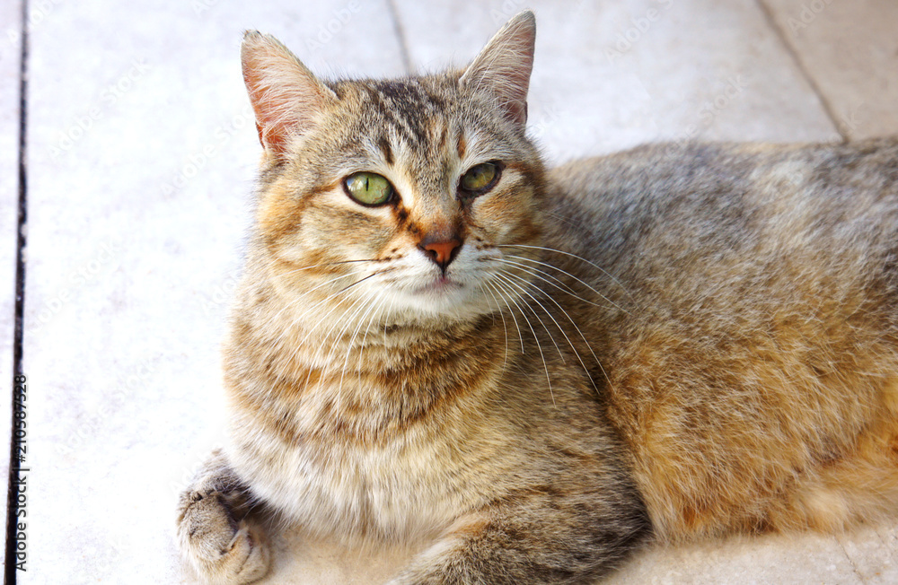Fototapeta premium striped spotted cat looks on the floor