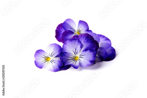 blue edible flowers of viola