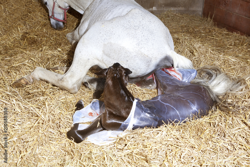 Fototapeta premium Rodzi się źrebak