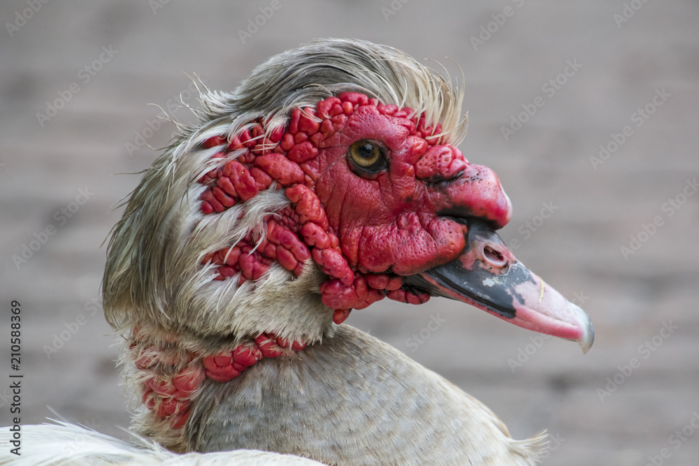 ugly duck Stock Photo