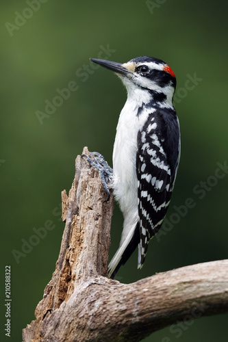Male Hairy Woodpecker on a dead tree branch