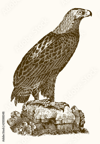 White-tailed eagle or gray sea eagle, haliaeetus albicilla in profile view sitting on a rock. Illustration after a vintage engraving from the 19th century