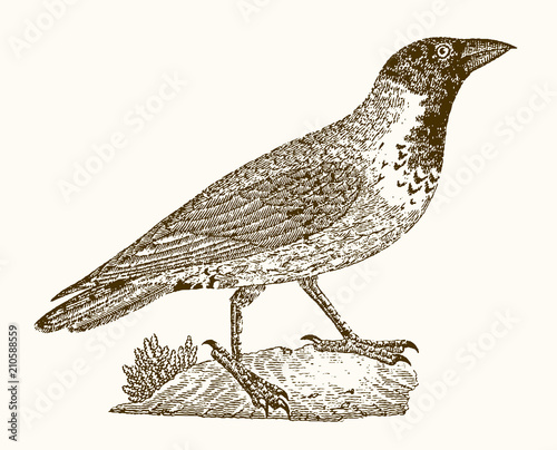 Hooded crow (corvus cornix) in profile view sitting on the ground. Illustration after a vintage engraving from the 19th century