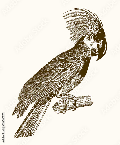 Palm cockatoo (probosciger aterrimus) sitting on a branch. Illustration after a vintage engraving from the 19th century