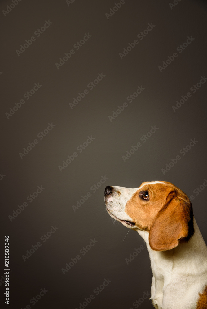 Beagle dog on a grey background head in bottom of the screen