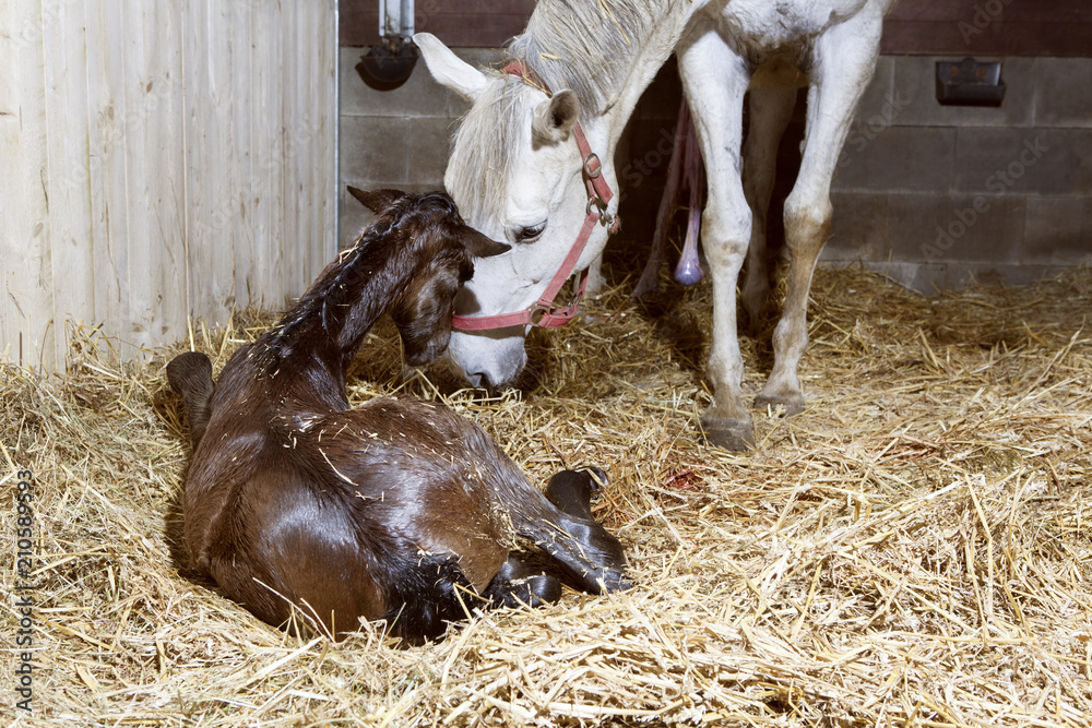 Fototapeta premium Matka klaczy i źrebię