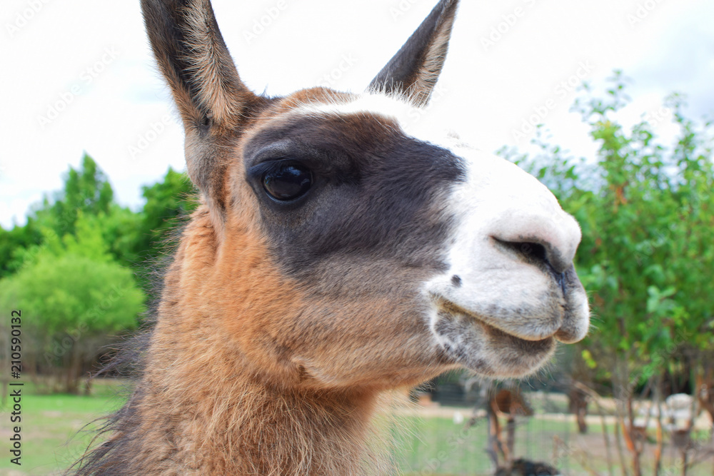 Lama's face closeup on green blurred park trees and sky background.