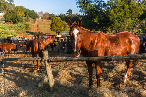 Horses Dozens Grouped Together Outdoor Paddocks © ChrisVanLennepPhoto