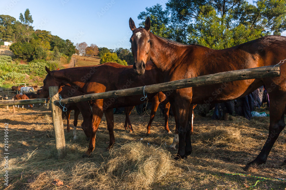 Horses Dozens Grouped Together Outdoor Paddocks Horses Dozens Grouped Together Outdoor Paddocks