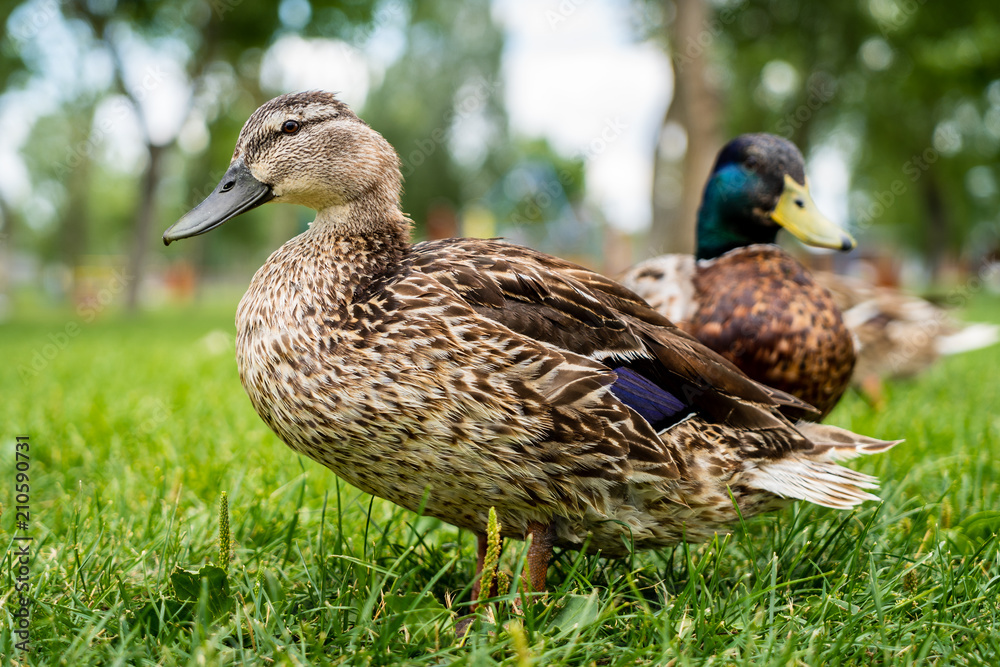 Weibliche und männliche Ente im Gras Weibliche und männliche Ente im Gras