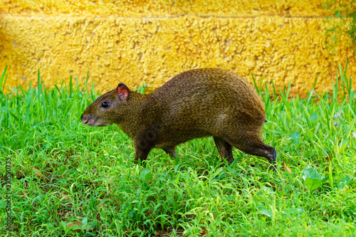 Central American agouti Dasyprocta punctata. Wildlife animal. photo
