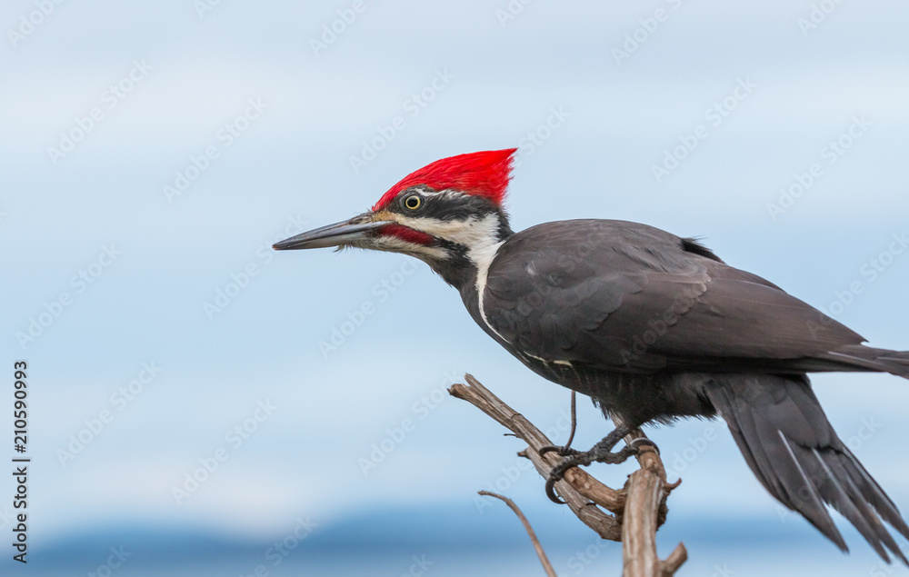 Obraz premium Dzięcioł stosowy „Hylatomus pileatus”