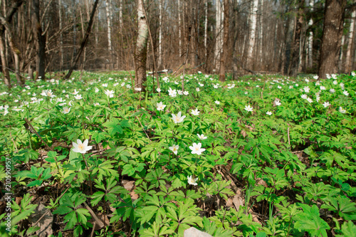 Glade in the wood with spring flowers.