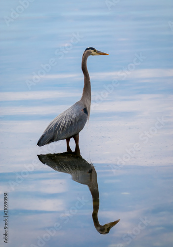 Great blue heron  Ardea herodias   stands over it reflection as it hunts for fish.