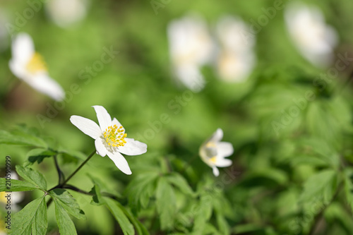 First spring forest flowers.